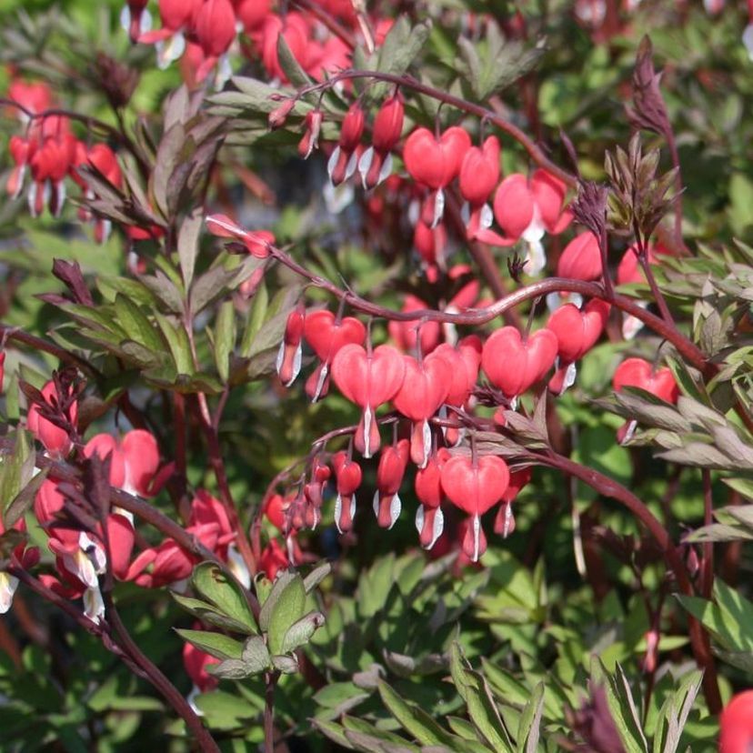 Dicentra spect. 'Valentine' -R-