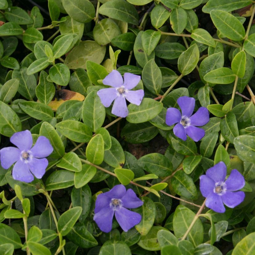 Vinca minor 'Bowles Varietät'