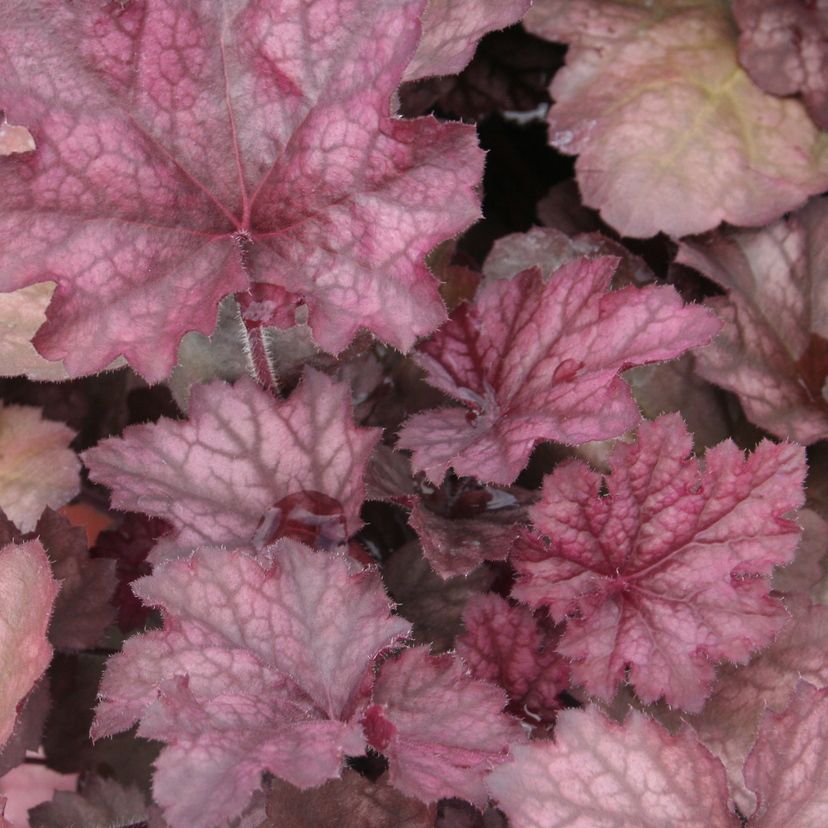 STM - Heuchera hybr. 'Beaujolais'