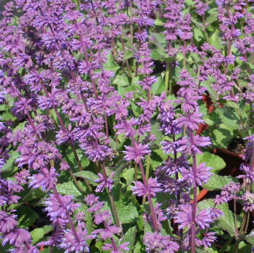 STM - Salvia verticillata 'Endless Love'