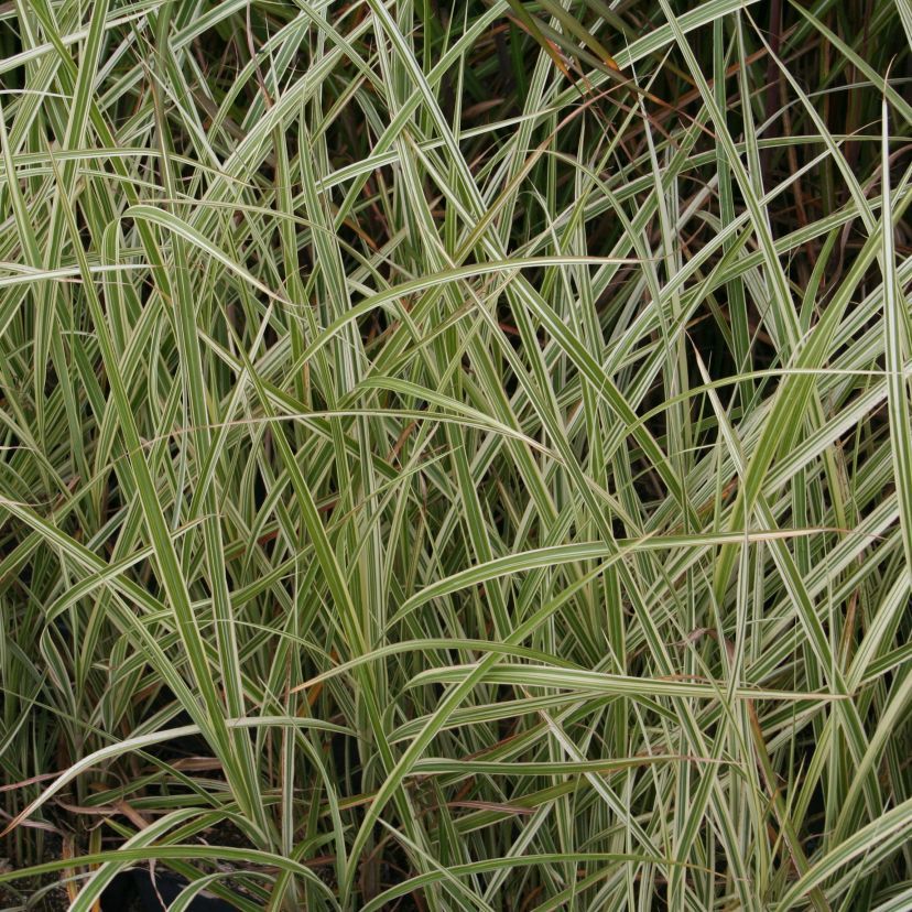 STM - Miscanthus sinensis 'Variegatus'