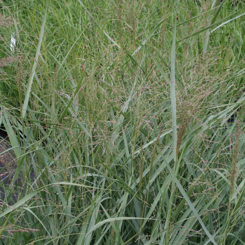 STM - Panicum virg. 'Prairie Skies'