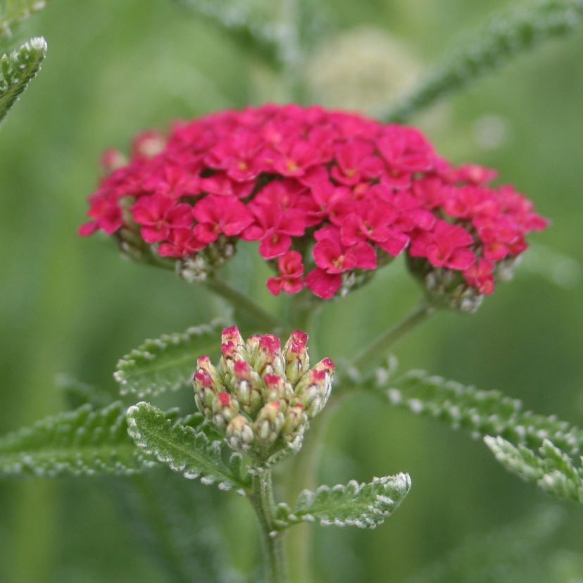 STM - Achillea millefolium 'Summer Pastels'