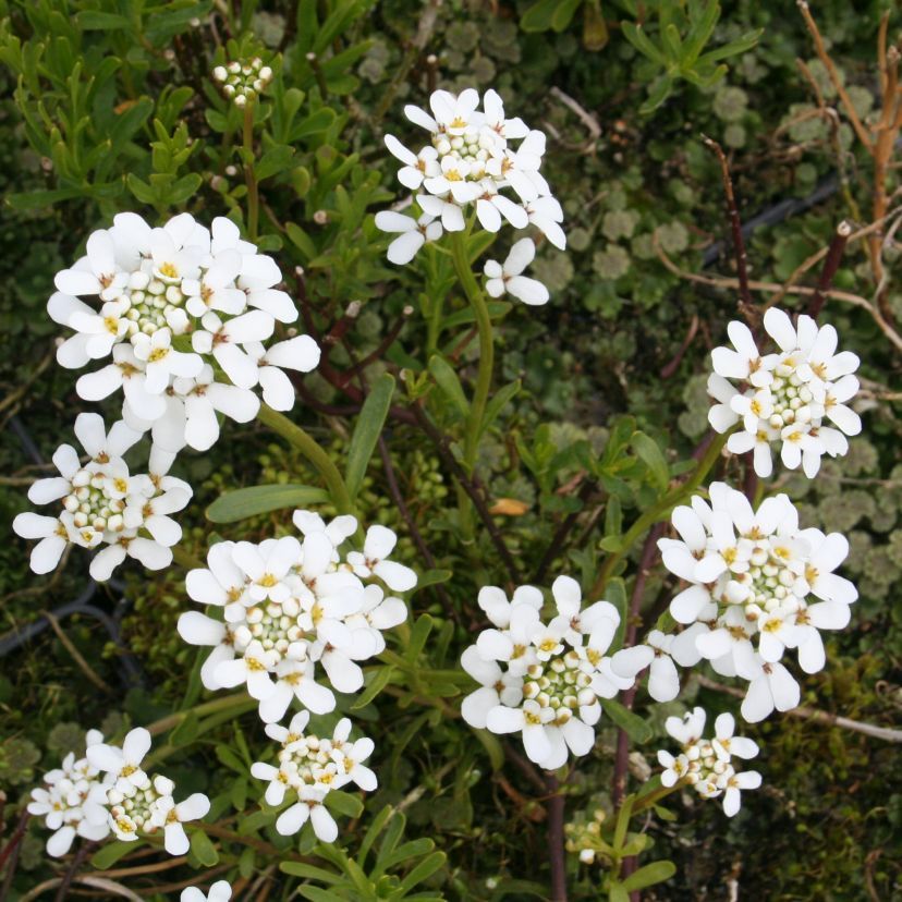 Iberis semp. 'Snowflake'