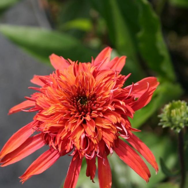 STM - Echinacea purp. 'Secret Lust'