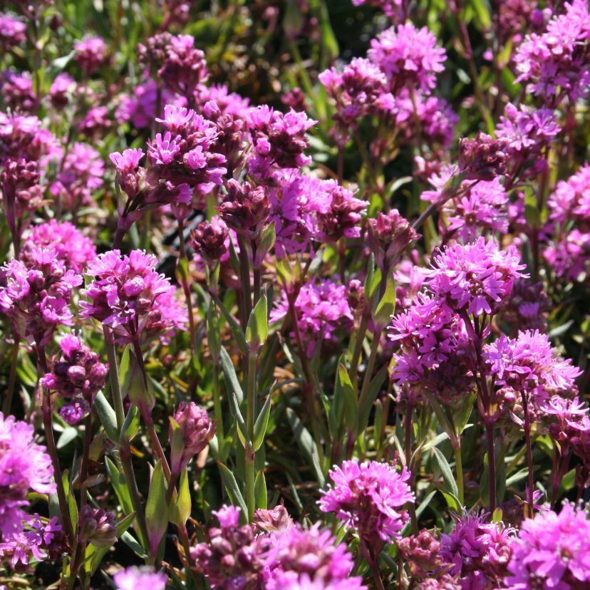 Lychnis alpina