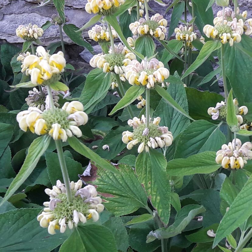 Phlomis russeliana