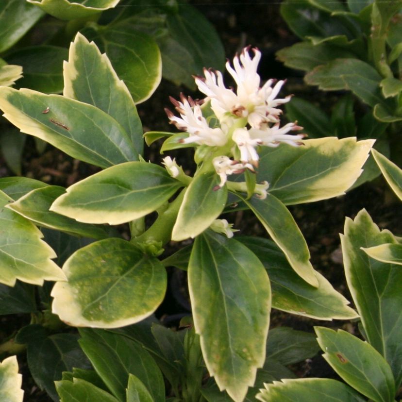 Pachysandra terminalis 'Green Carpet' -R-