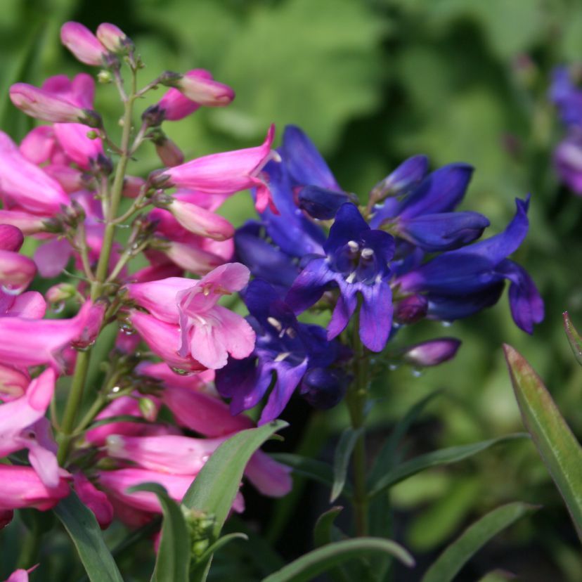 Penstemon praec. 'Nanus 'Rondo'