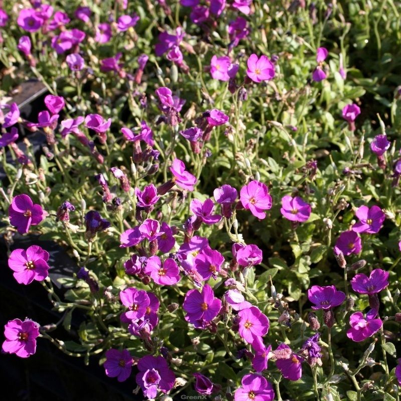 STM - Aubrieta cult. 'Rosengarten'