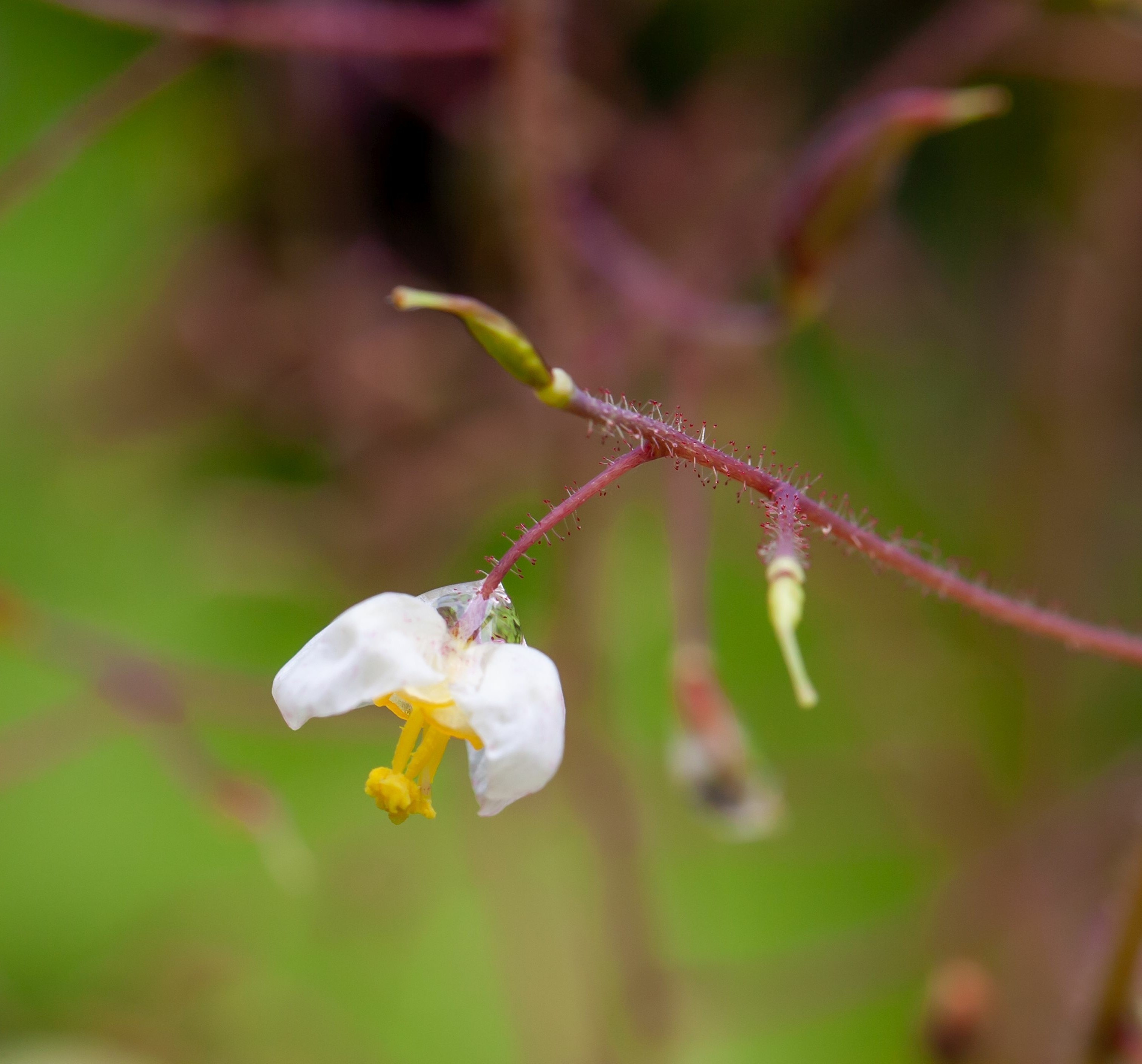 STM - Epimedium pubigerum
