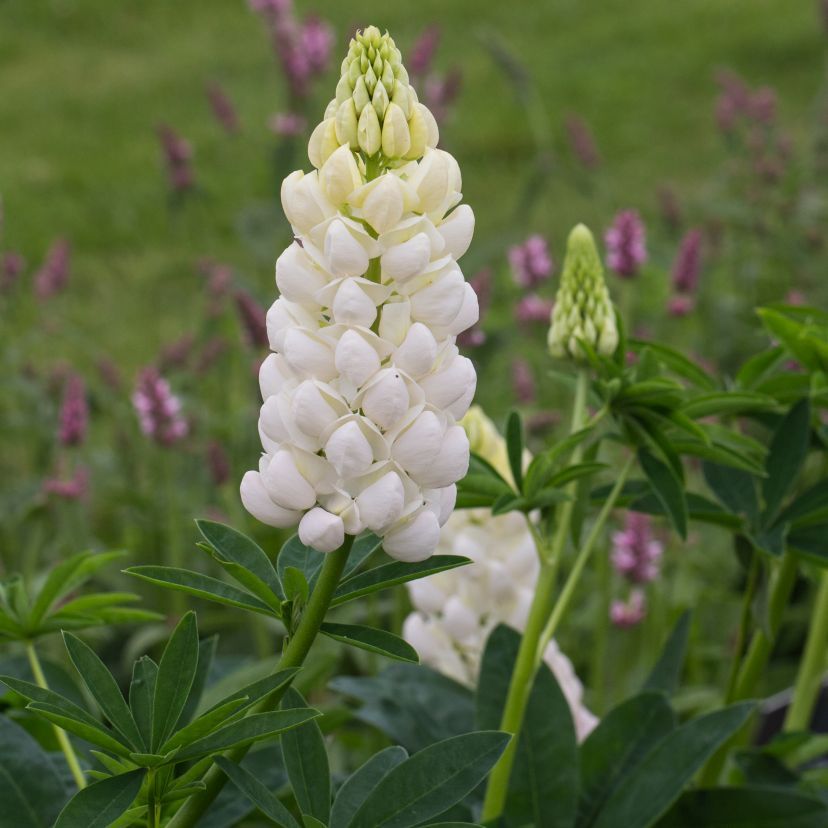 STM - Lupinus hybr. 'Polar Princess'