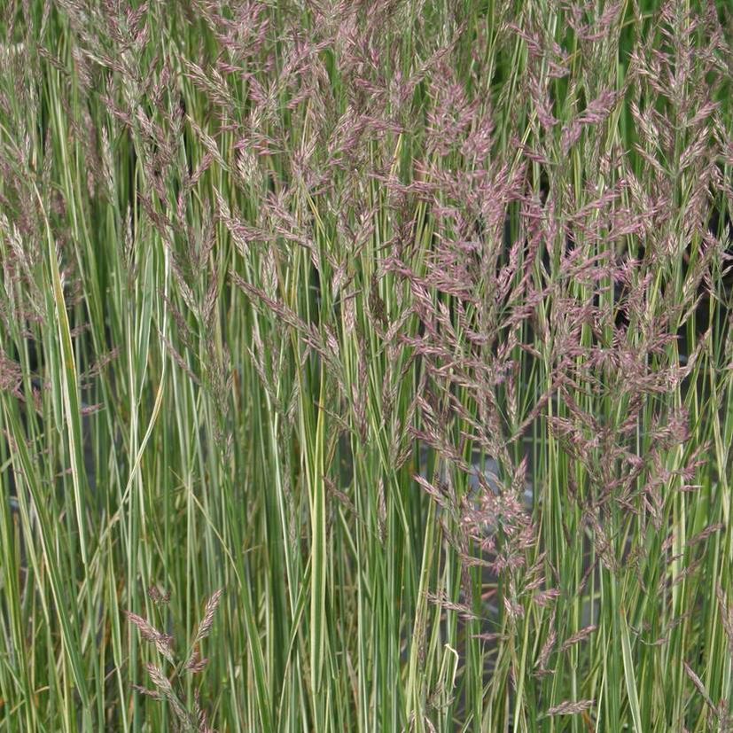 STM - Calamagrostis x acutiflora 'Overdam'