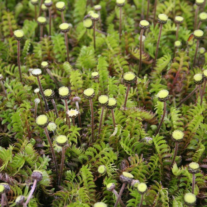 Cotula squalida