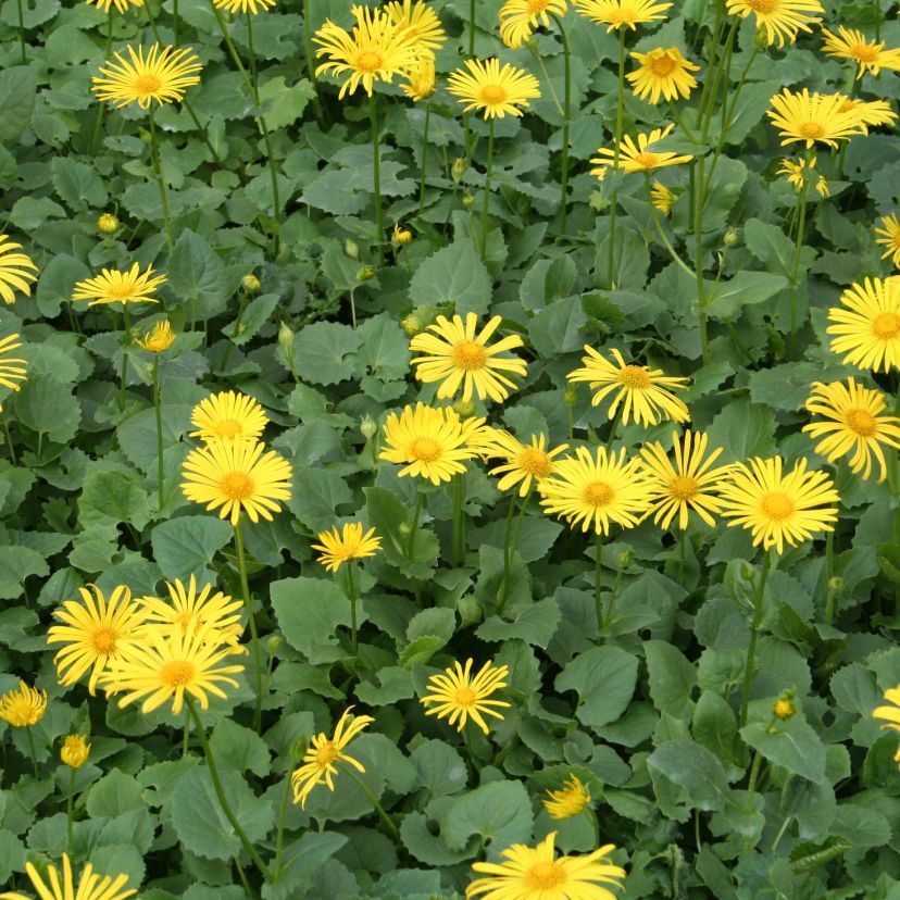 STM - Doronicum orient.