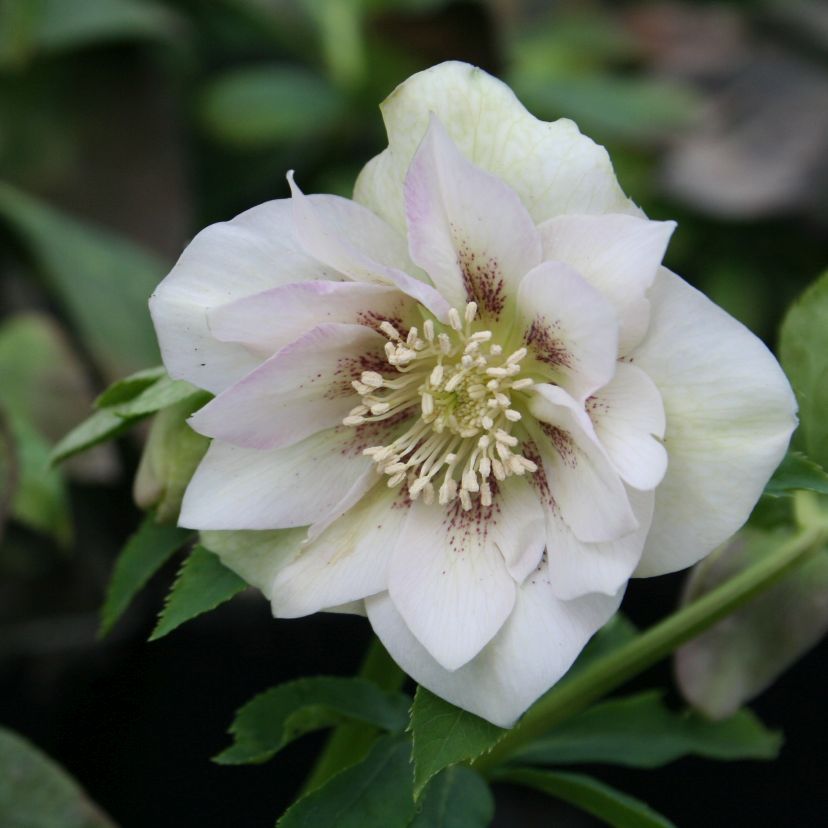 STM - Helleborus orien. 'Double E.White Spotted'