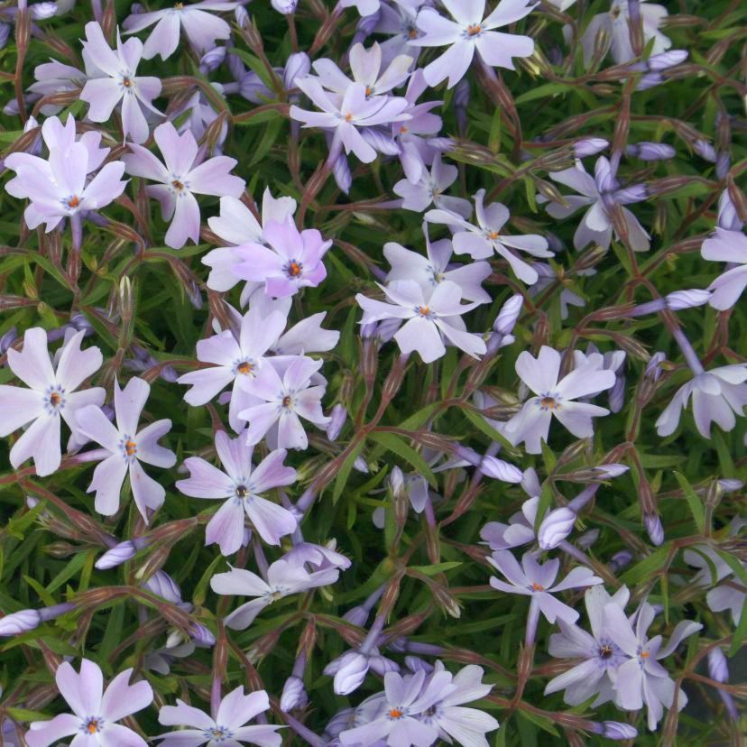 Phlox sub. 'Emerald C. Blue'
