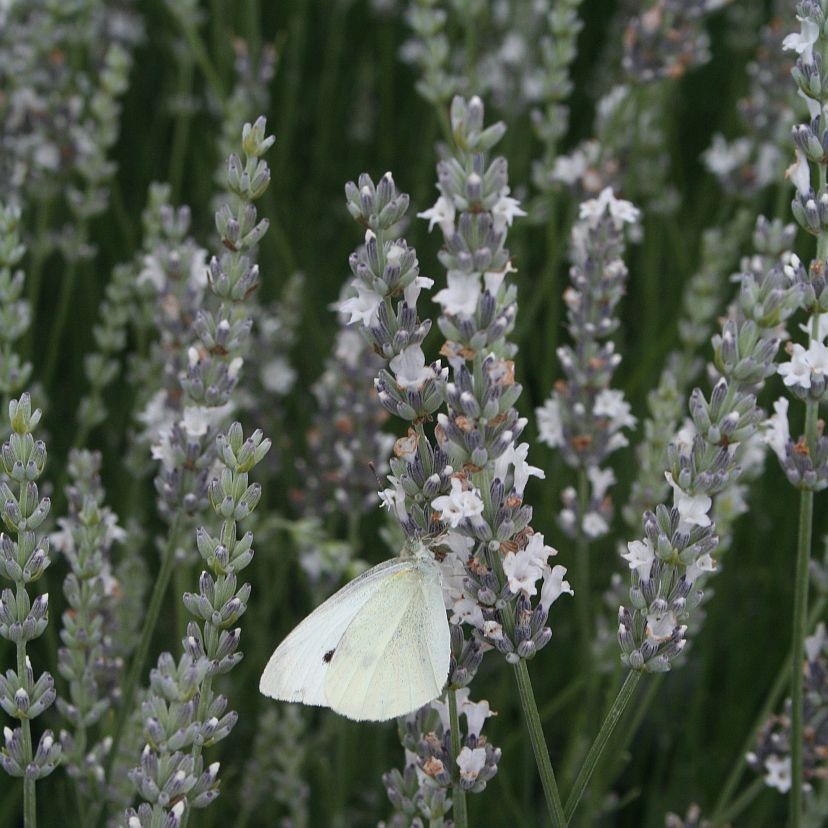 Lavandula angustif. 'Edelweiss'