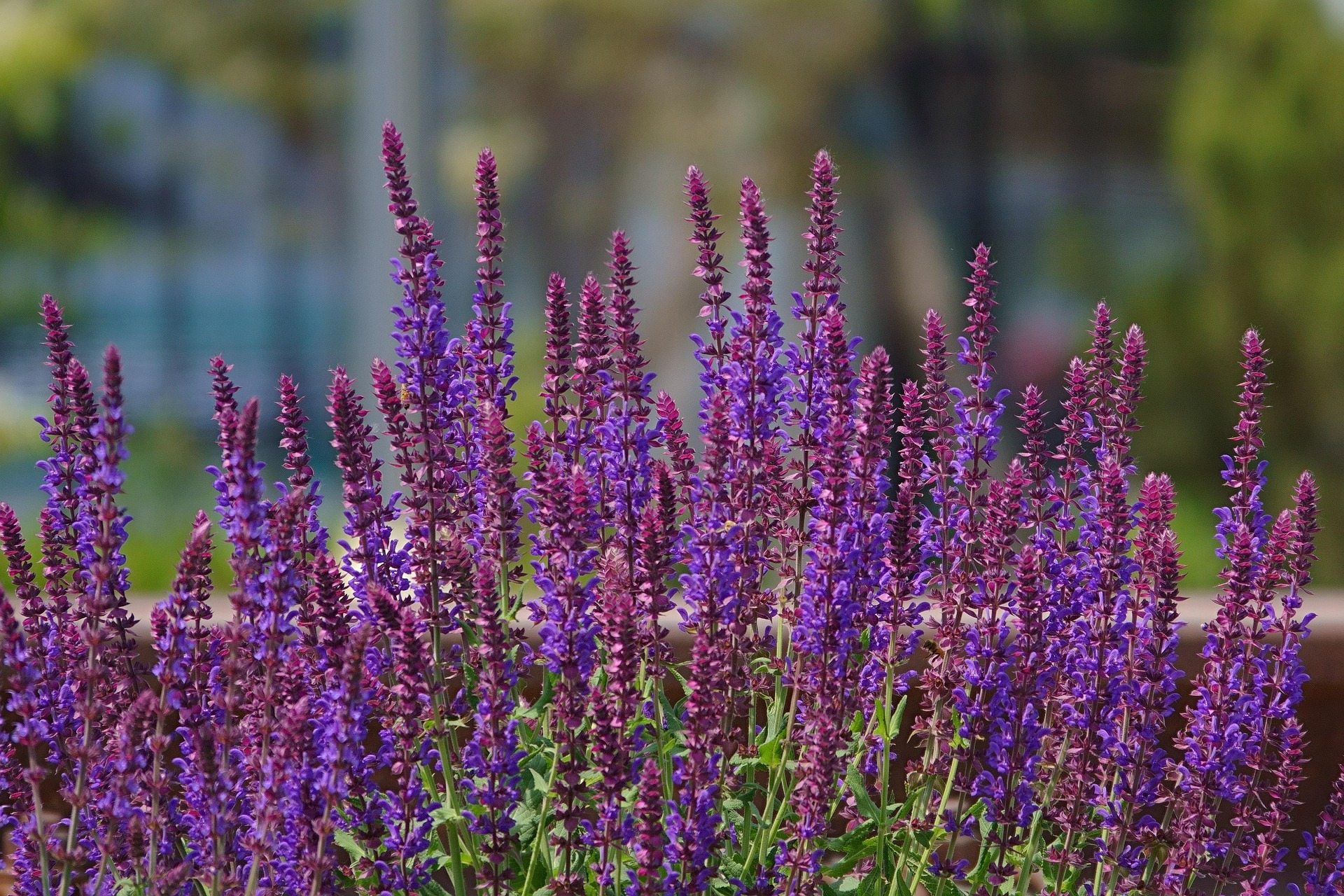 Salvia nemorosa