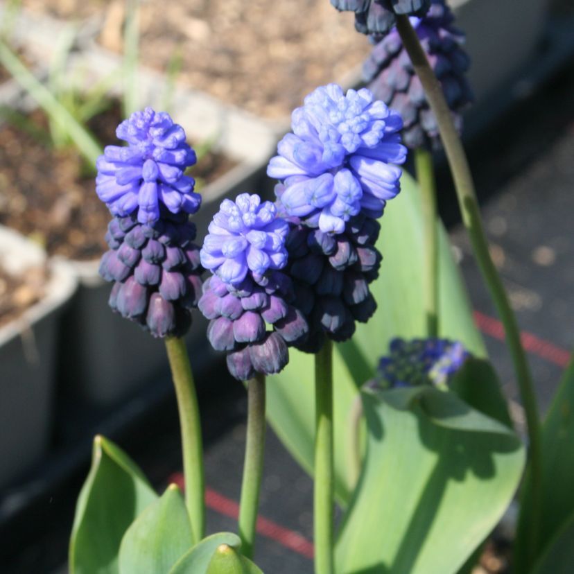STM - Muscari latifolium