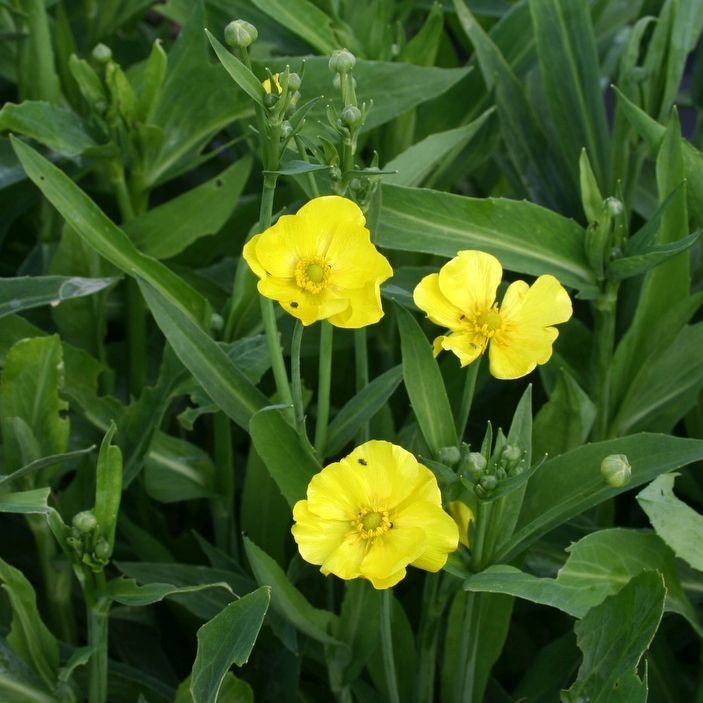 Ranunculus lingua