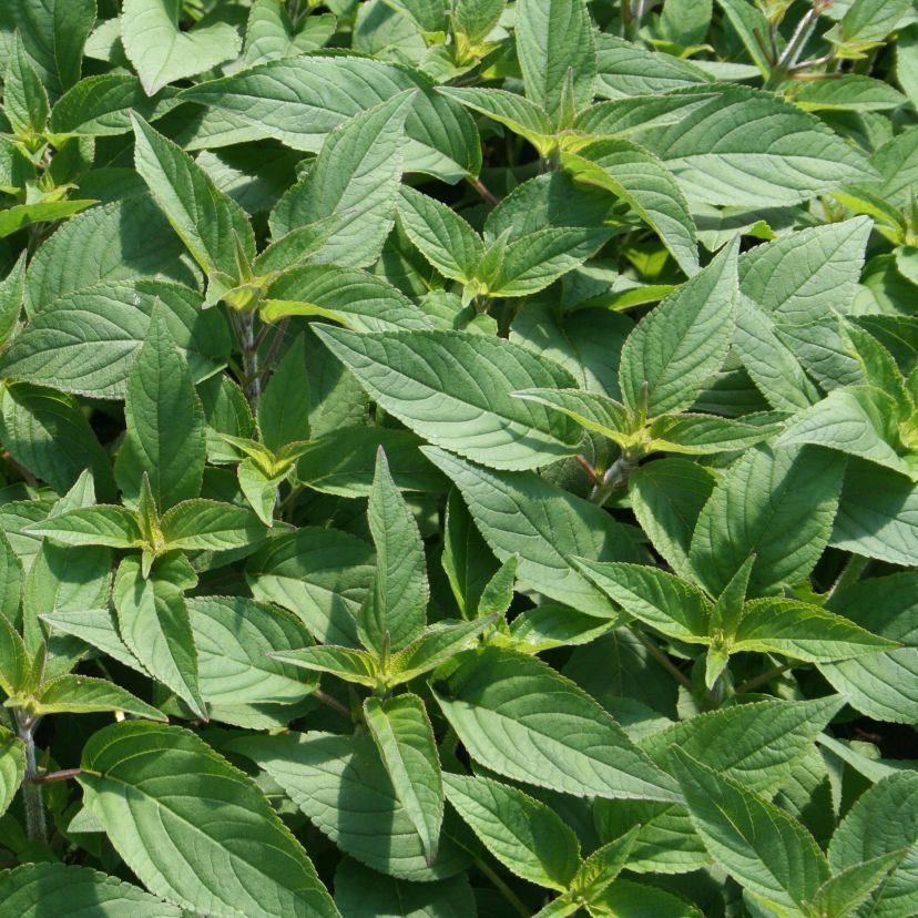 Salvia elegans 'Pinapple'