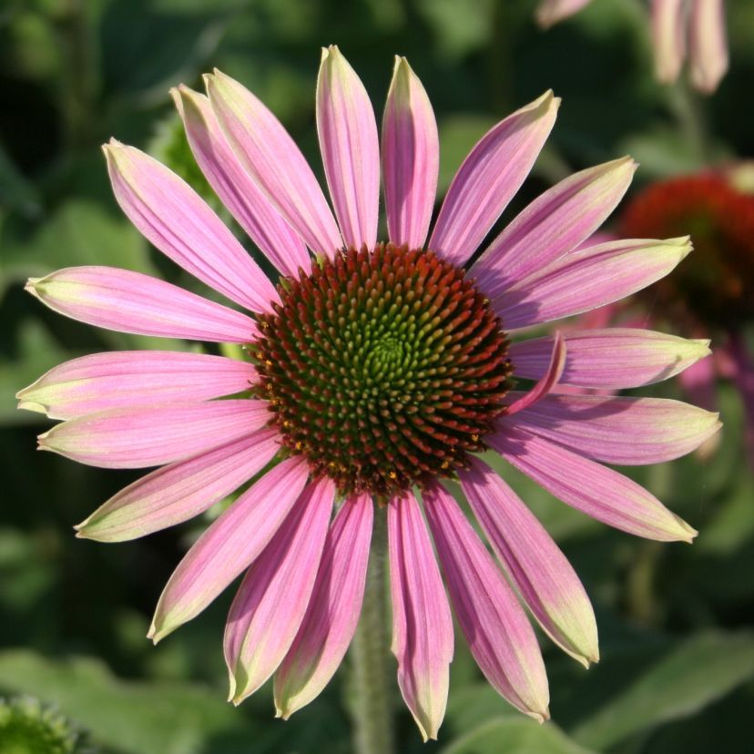 Echinacea purp. 'Green Envy'