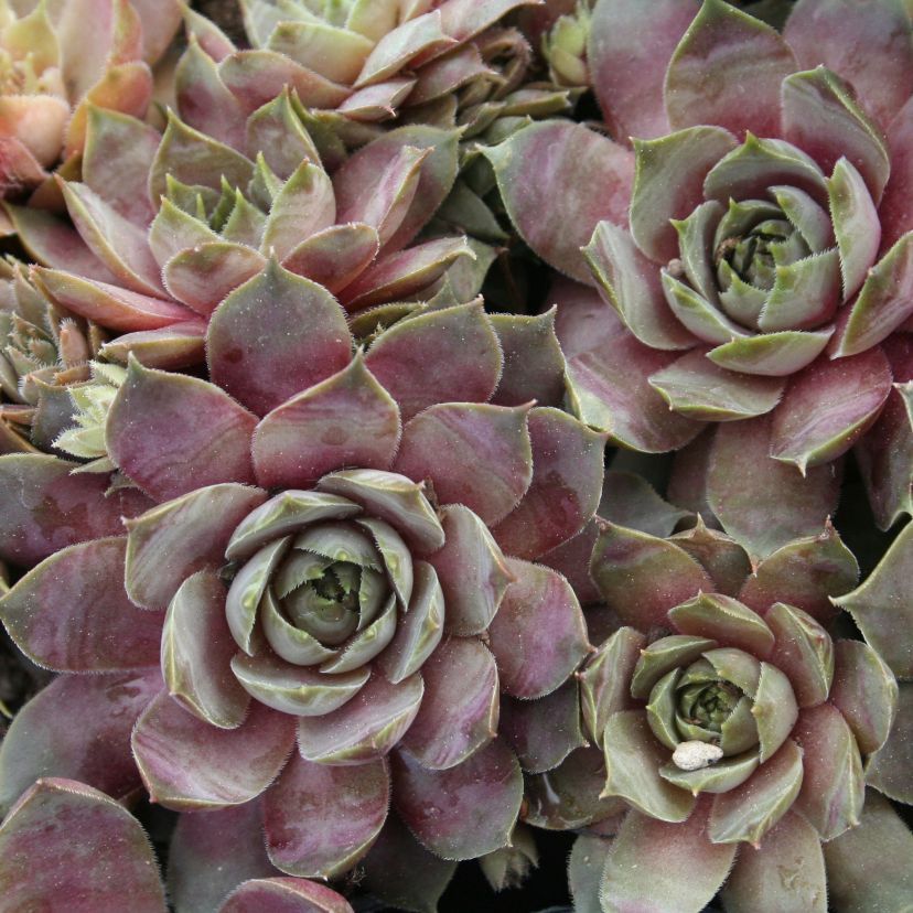 Sempervivum-Hybride 'Faraon'