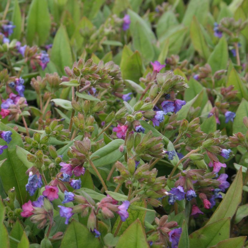 Pulmonaria angustifolia 'Azurea'