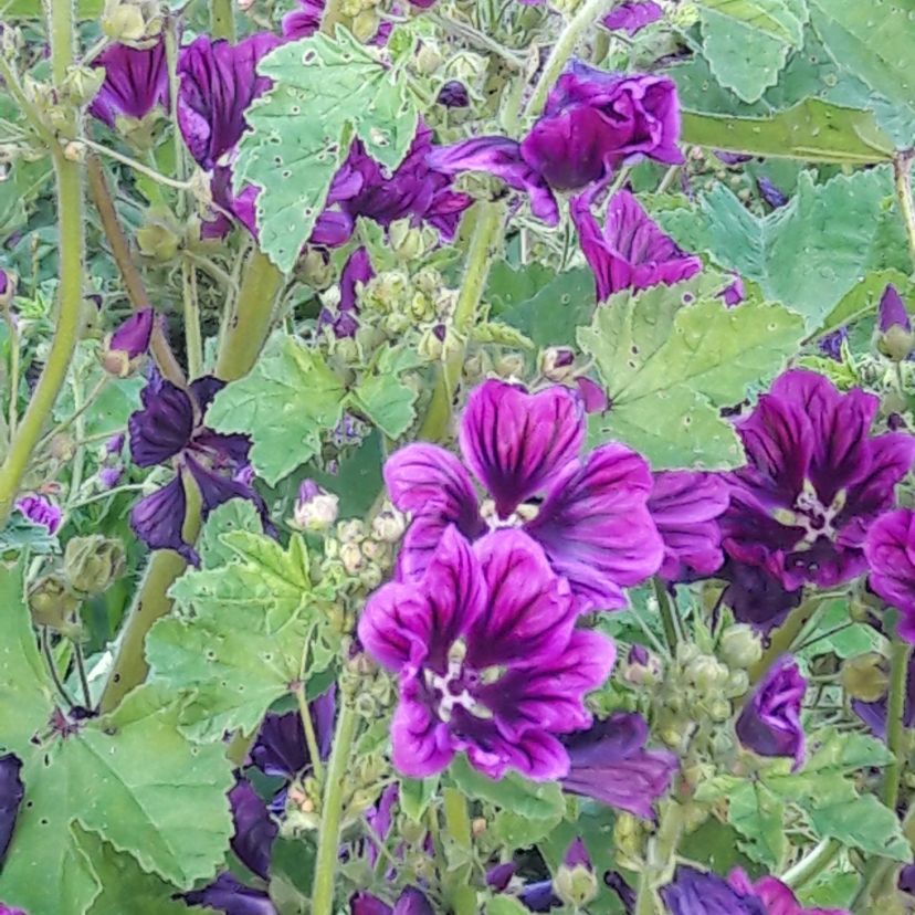 STM - Malva sylvestris