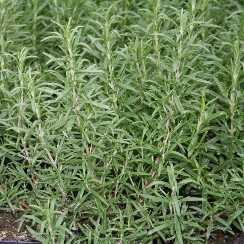 Rosmarinus officinale