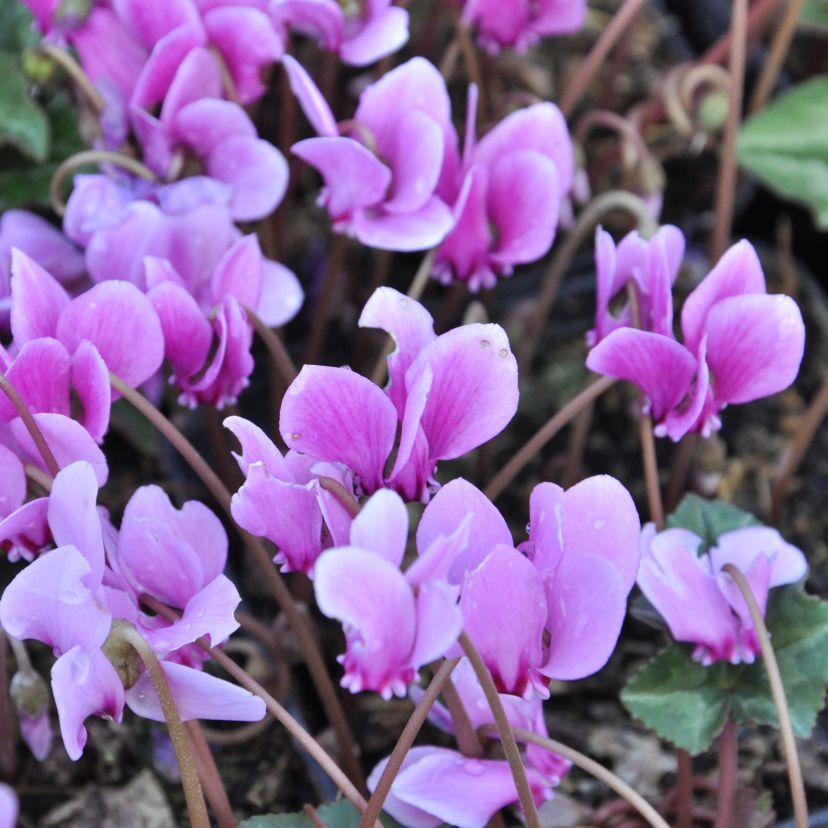 Cyclamen hederifolium 'Rosenteppich'