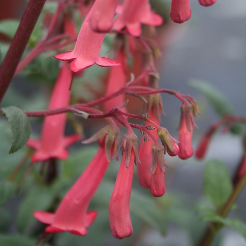 STM - Phygelius capensis 'African Queen'