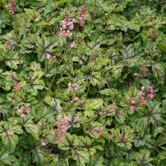 STM - Heucherella tiarell. 'Tapestry'-R-