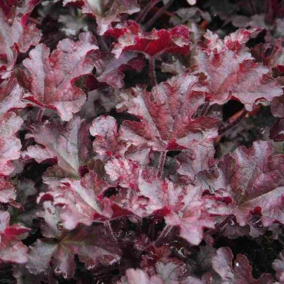 STM - Heuchera hybr. 'Berry Marmalade'