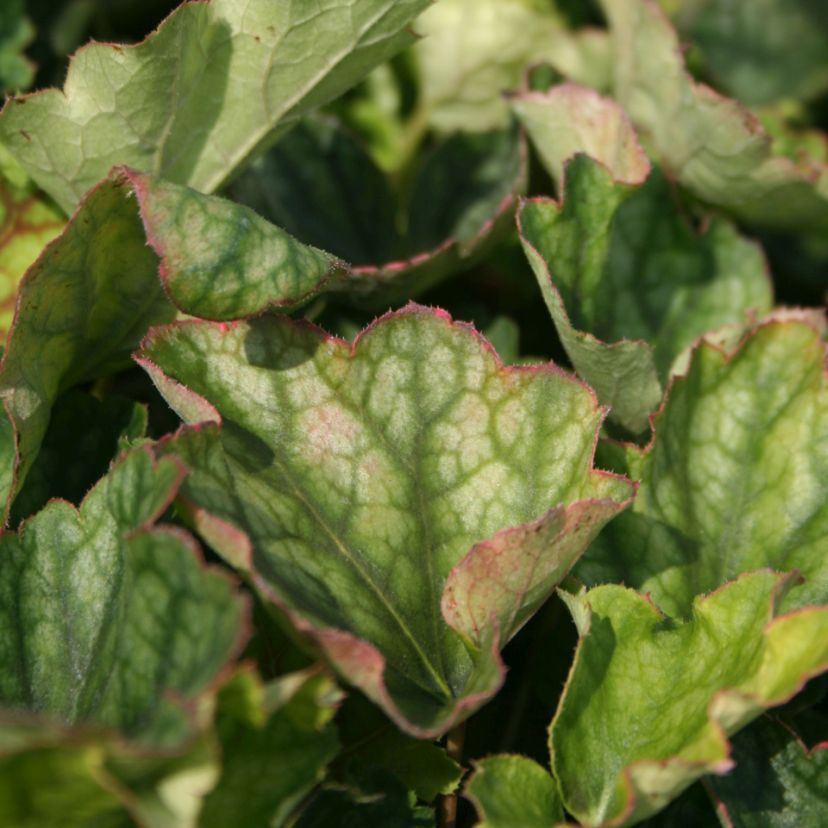 STM - Heuchera hybr. 'Beauty Color'