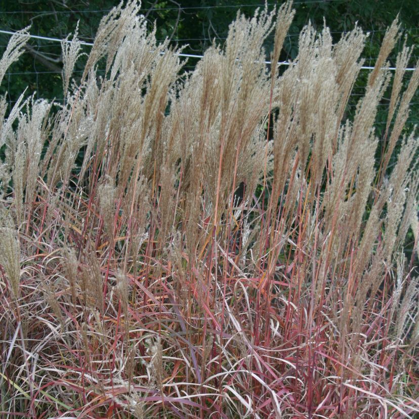 Miscanthus sinensis 'Flamingo'
