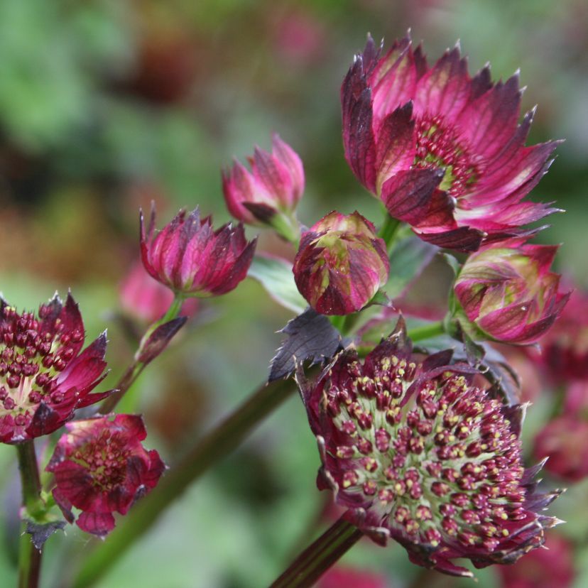 STM - Astrantia major rot
