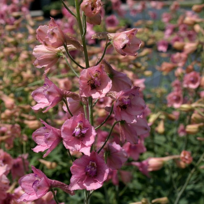 STM - Delphinium x ruysii 'Pink Sensation'