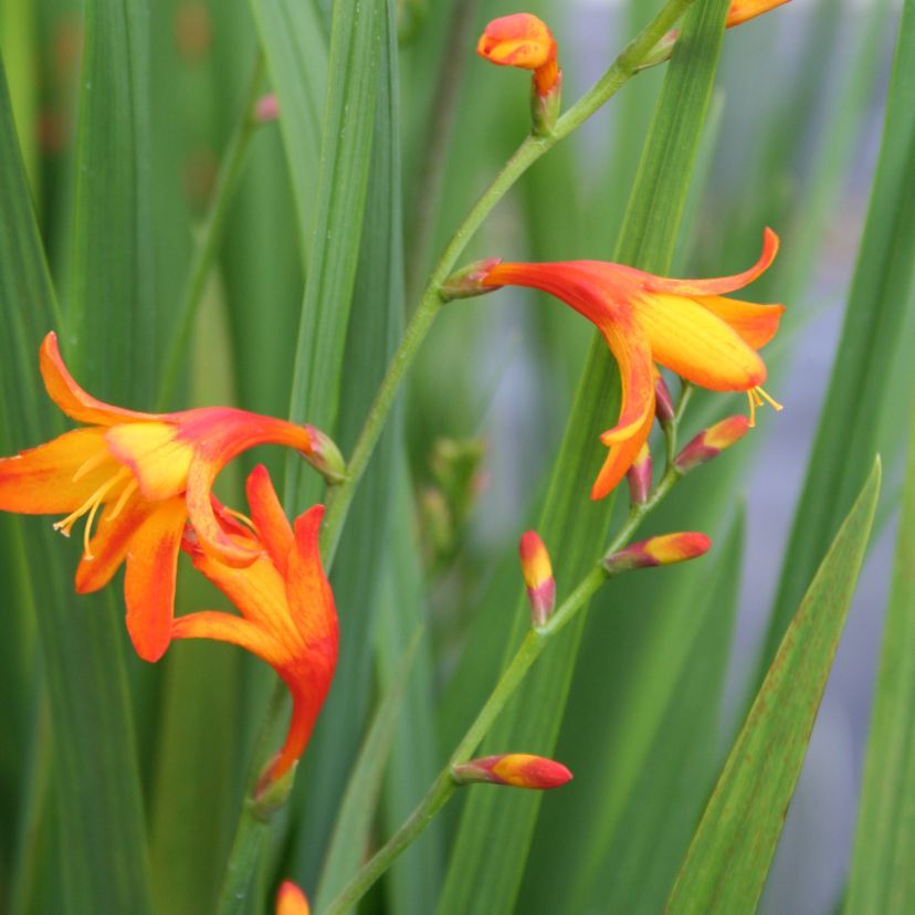 STM - Crocosmia crocos. 'Meteor'