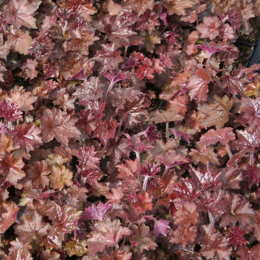 STM - Heuchera hybr., violettbraunes Blatt