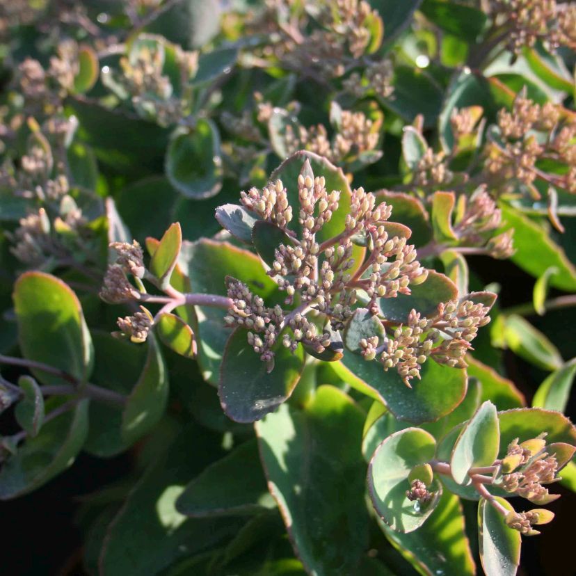 STM - Sedum telephium 'Seduction Green Pink'