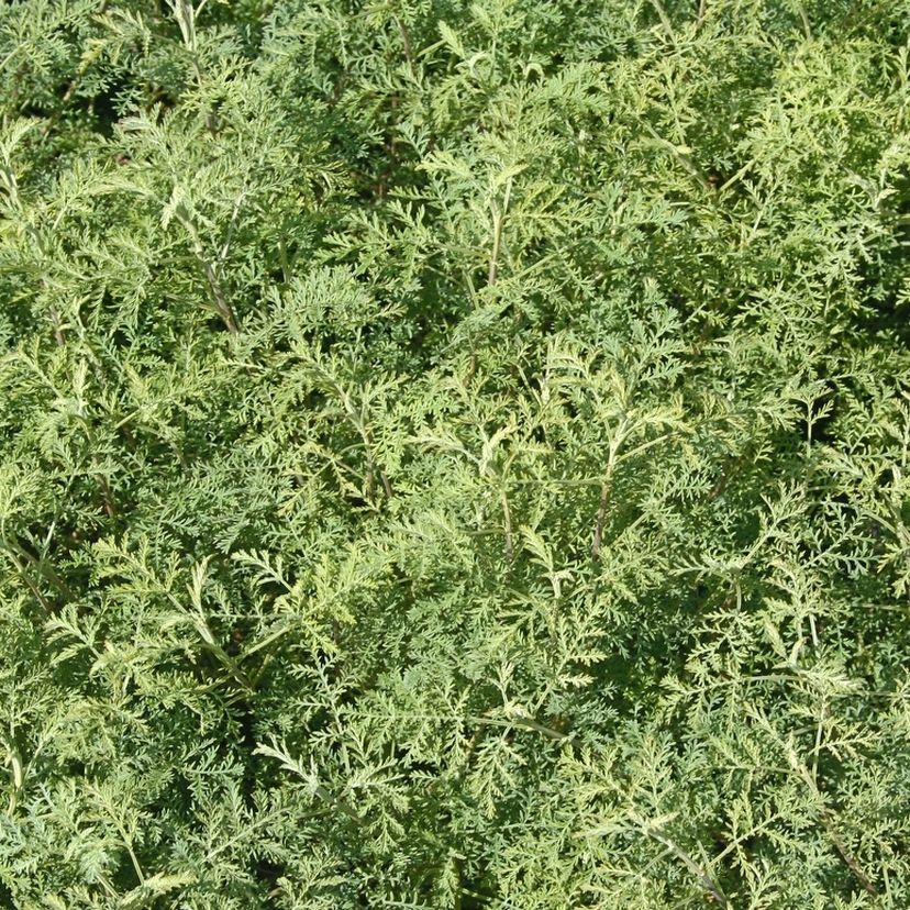 STM - Artemisia abrotanum 'Courson'