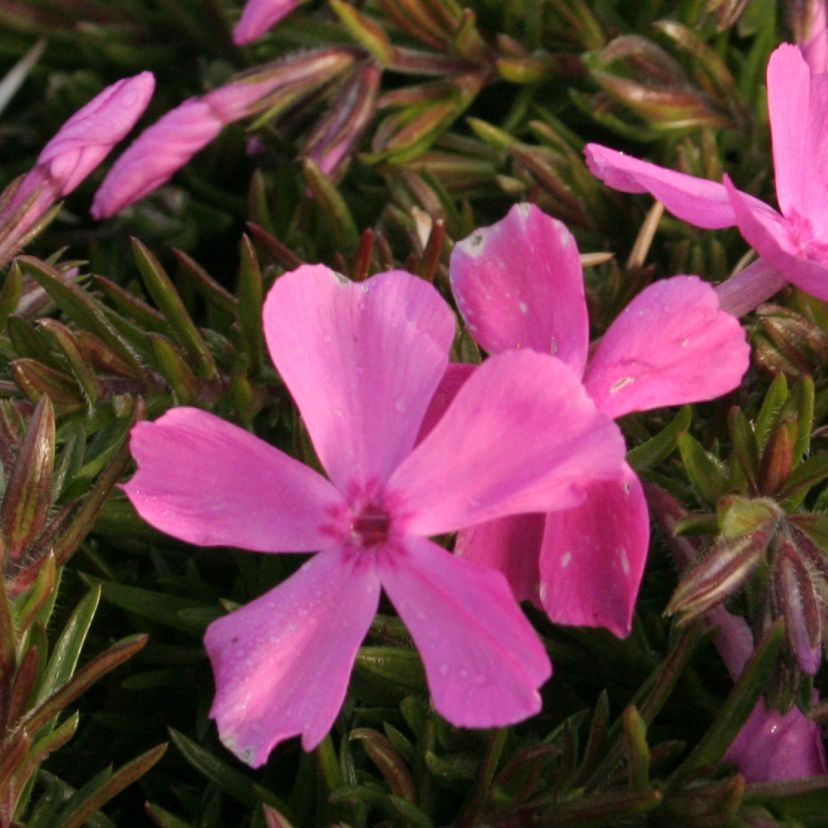 Phlox douglasii 'McDaniel''s Cushion'