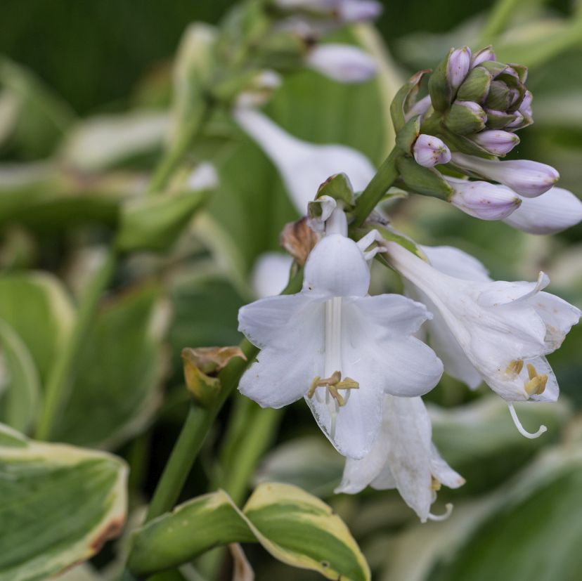 STM - Hosta plantaginea 'Diana Remembered'