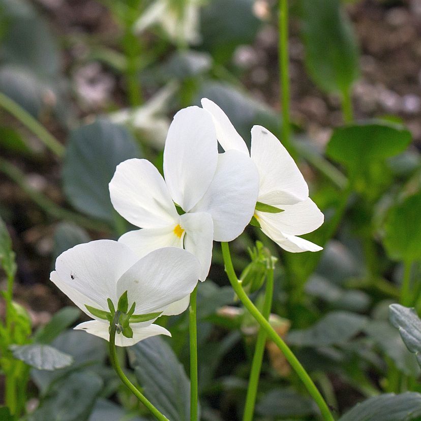 STM - Viola cornuta weiß