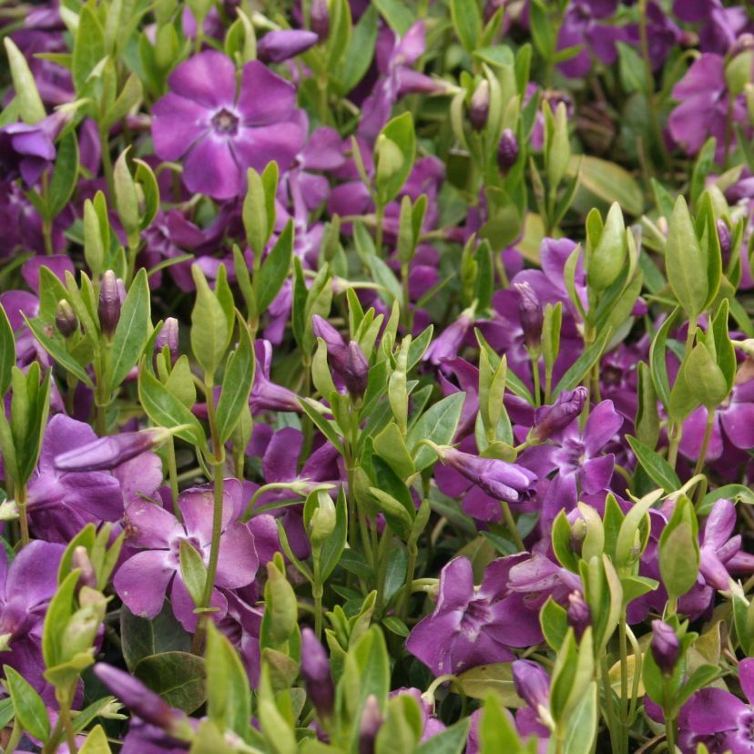 Vinca minor 'Atropurpurea'