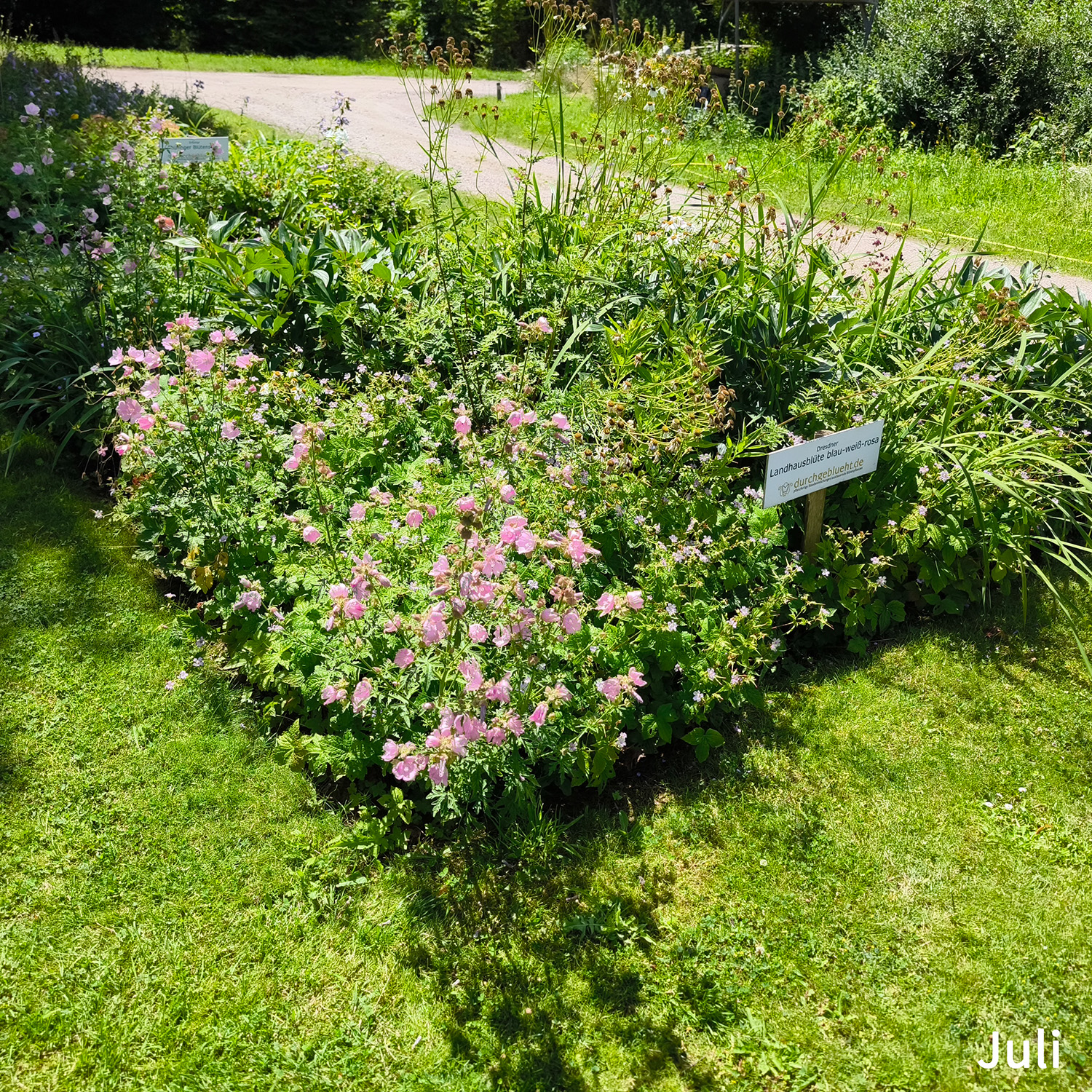 Landhausblüte blau-weiß-rosa - Staudenmischpflanzung als Fertigmischung vorgemischt