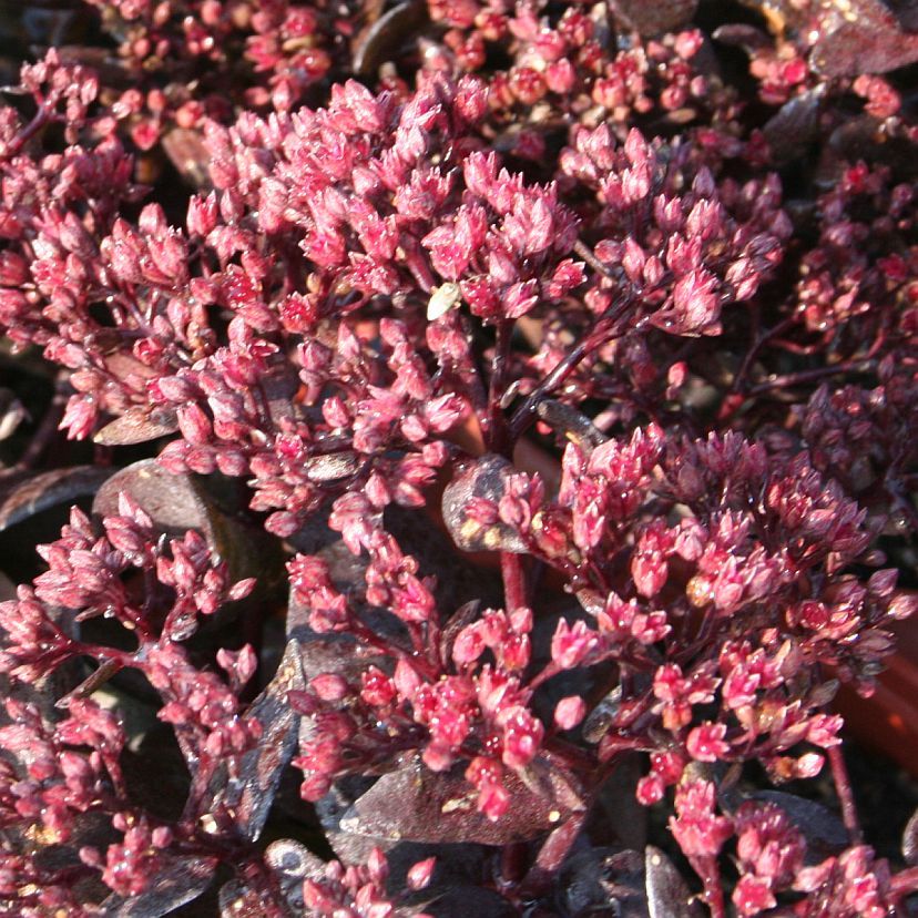 STM - Sedum telephium 'Desert Black'