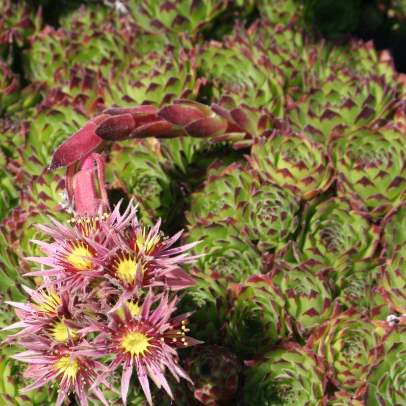 Sempervivum-Hybride 'Chivalry'